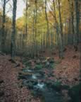 Ruscello nel bosco in autunno (36kb)